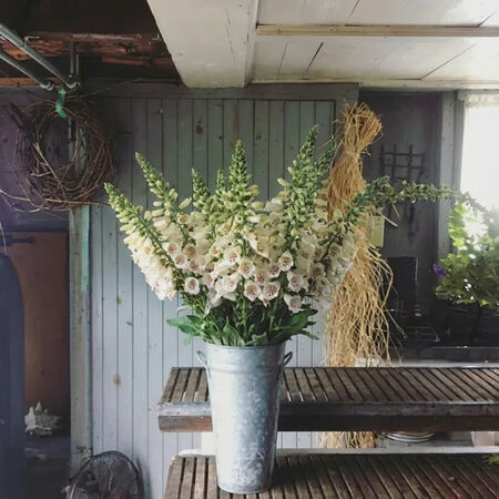 Camelot Cream, (F1) Digitalis Seeds - Packet image number null